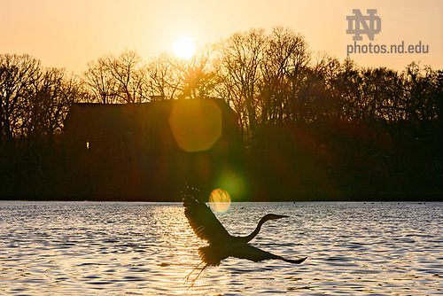 MC 4.12.21 St. Joseph Lake Heron.JPG by Matt Cashore/University of Notre Dame April 12, 2021; A heron flies over St. Joseph Lake, spring 2021 (Photo by Matt Cashore/University of Notre Dame)