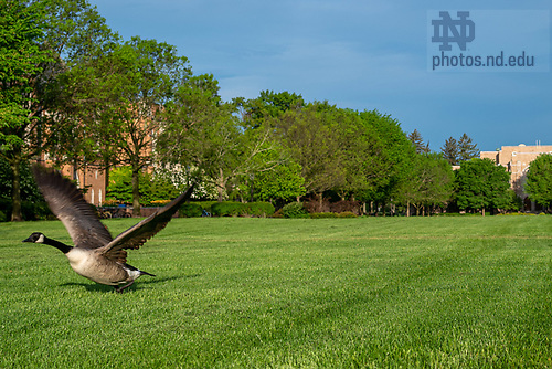 MC 5.20.20 South Quad Goose.JPG by Matt Cashore/University of Notre Dame May 20, 2020; A goose takes off on South Quad. (Photo by Matt Cashore/University of Notre Dame)