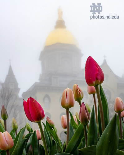 MC 4.8.20 Tulips and Fog.JPG by Matt Cashore/University of Notre Dame April 8, 2020; Tulips in front of the Main Building on a foggy morning (Photo by Matt Cashore/University of Notre Dame)