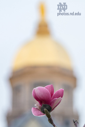 MC 4.11.20 Magnolia and Dome.JPG by Matt Cashore/University of Notre Dame April 11, 2020; Bloom from Magnolia tree in front of the Main Building (Photo by Matt Cashore/University of Notre Dame)