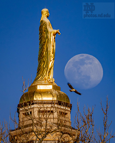 MC 4.5.20 Dome Moon and Bird.JPG by Matt Cashore/University of Notre Dame April 5, 2020; A hawk flies past the Mary statue on the Golden Dome as the moon rises in the background. (Photo by Matt Cashore/University of Notre Dame)