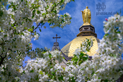 MC 5.5.23 Spring Dome.JPG by Matt Cashore/University of Notre Dame May 5, 2023; Mary statue framed by flowering trees on Main Quad, Spring 2023 (Photo by Matt Cashore/University of Notre Dame)
