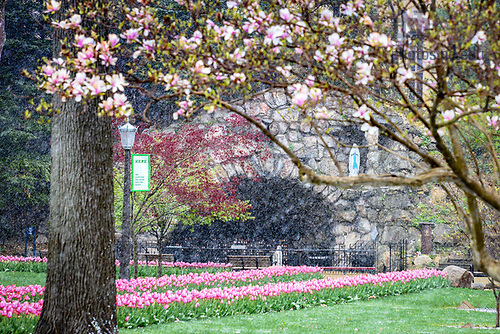 MC 4.21.21 Spring Scenic 01.JPG by Matt Cashore/University of Notre Dame April 21, 2021; A brief April snow shower falls on the Grotto. (Photo by Matt Cashore/University of Notre Dame)