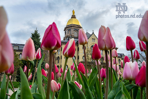 BJ 4.14.20 Main Building Tulips 966.JPG by Photo by Barbara Johnston/University of Notre Dame April 14, 2020; Tulips on the Main Quad. (Photo by Barbara Johnston/University of Notre Dame)