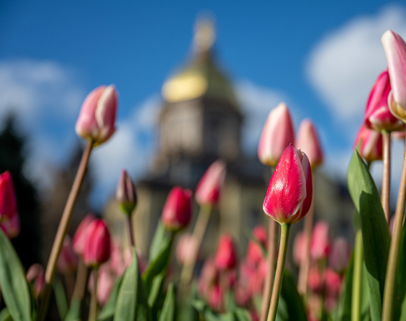 Golden Dome with Tulips in Front
