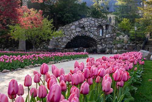 BJ 4.22.21 Grotto Tulips 1992.JPG by Barbara Johnston/University of Notre Dame April 22, 2021; Tulips at the Grotto, spring 2021.  (Photo by Barbara Johnston/University of Notre Dame)