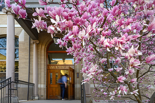 MC 4.26.22 Spring Scenic 01.JPG by Matt Cashore/University of Notre Dame April 26, 2022; Magnolia tree outside LaFortune Student Center (Photo by Matt Cashore/University of Notre Dame)