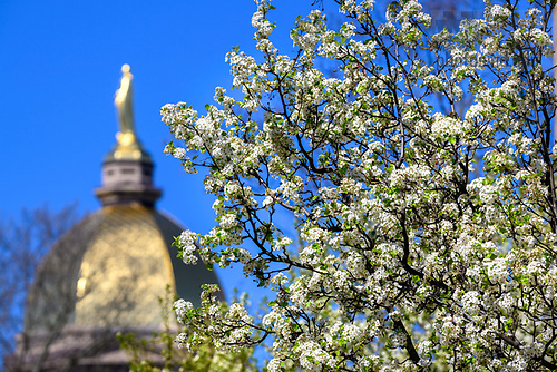 MC 4.13.23 Dome Spring Scenic 02.JPG by Matt Cashore/University of Notre Dame April 13, 2024; Dome and flowering tree, spring 2024 (Photo by Matt Cashore/University of Notre Dame)