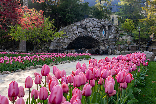 BJ 4.22.21 Grotto Tulips 1992.JPG by Barbara Johnston/University of Notre Dame April 22, 2021; Tulips at the Grotto, spring 2021.  (Photo by Barbara Johnston/University of Notre Dame)