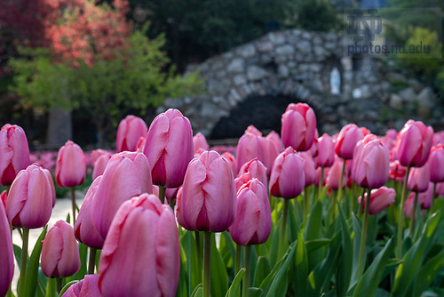BJ 4.22.21 Grotto Tulips 1990.JPG by Barbara Johnston/University of Notre Dame April 22, 2021; Tulips at the Grotto, spring 2021.  (Photo by Barbara Johnston/University of Notre Dame)